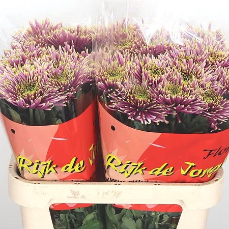 Chrysant Sgl. Tula Sharletta