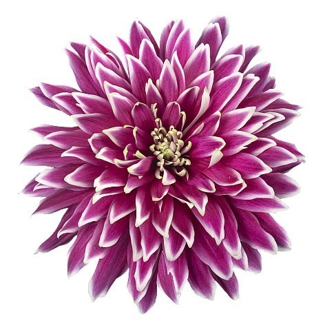 Chrysant Sgl. Typhoon