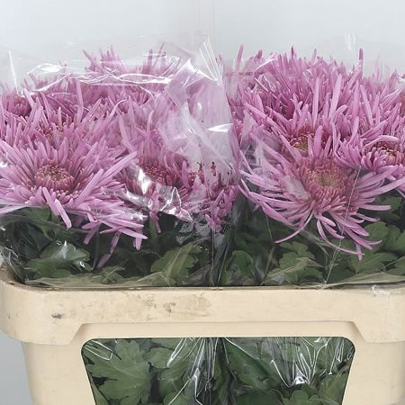 Chrysant Sgl. Uzuri Pink
