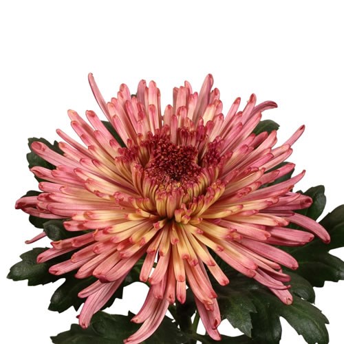 Chrysant Sgl. Uzuri Raspberry