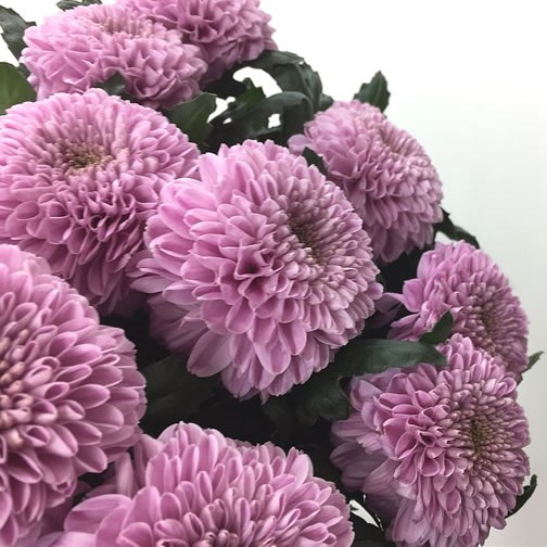 Chrysant Sgl. Vanya Pink