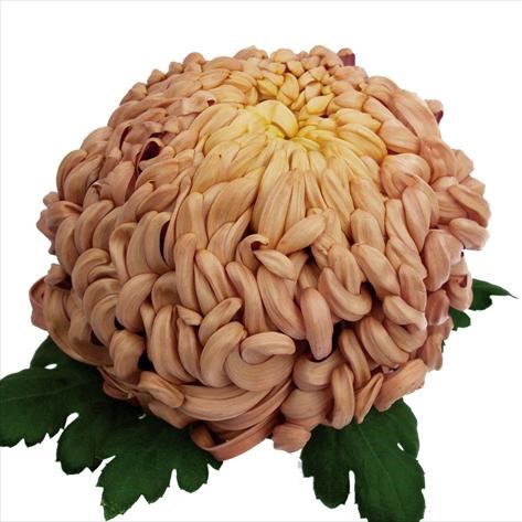 Chrysant Sgl. Vienna Copper