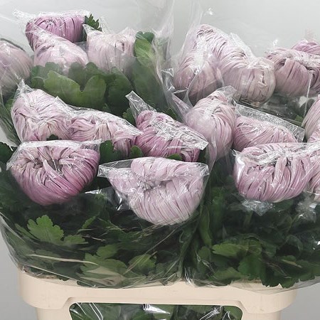 Chrysant Sgl. Vienna Pink
