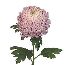 Chrysant Sgl. Vienna Pink