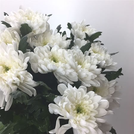 Chrysant Sgl. Zembla White