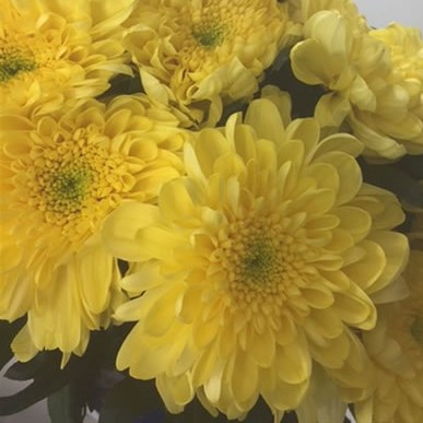 Chrysant Sgl. Zembla Yellow