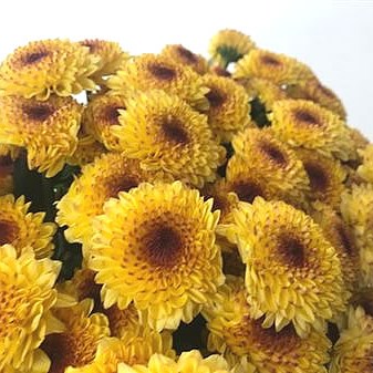 Chrysant Spr. Abbey Yellow