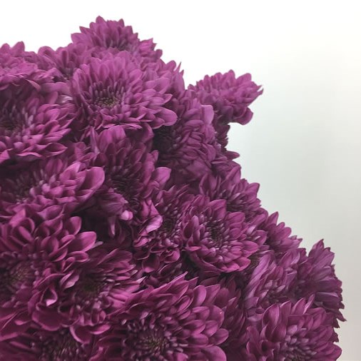 Chrysant Spr. Anquetil Dark