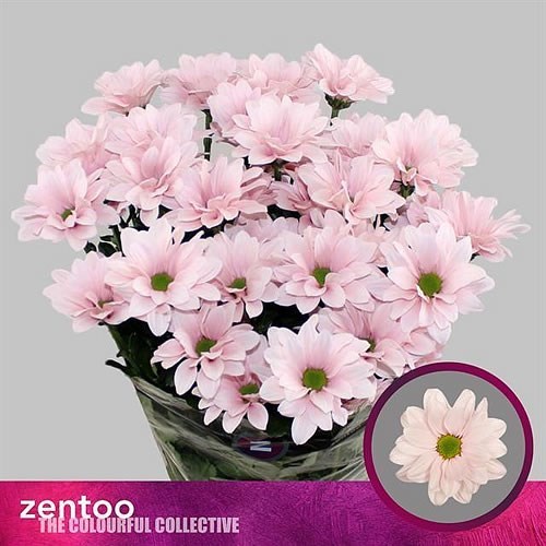Chrysant Spr. Babe