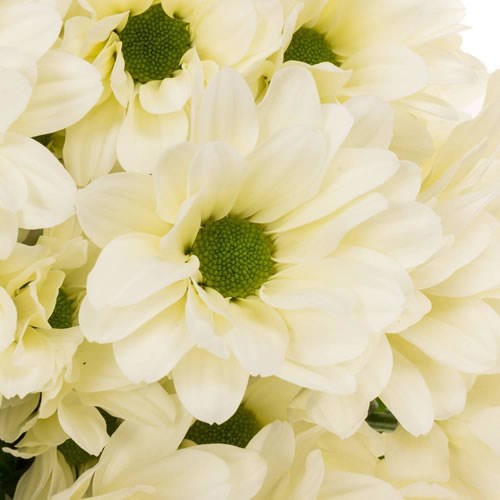 Chrysant Spr. Babe Bianco