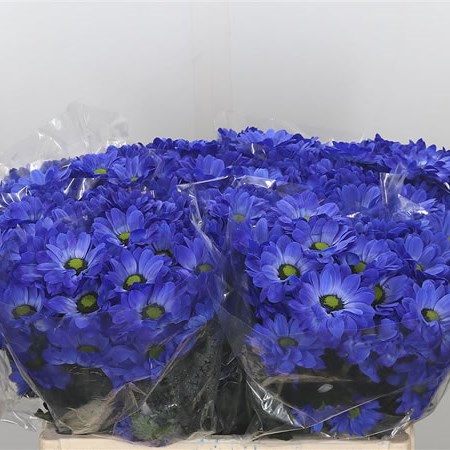 Chrysant Spr. Bacardi Dyed Blue