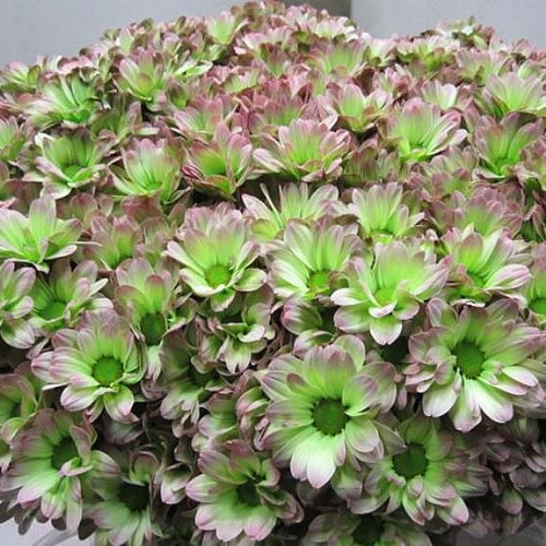 Chrysant Spr. Bacardi Dyed Hortensia