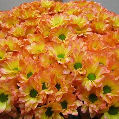 Chrysant Spr. Bacardi Dyed Moonshine