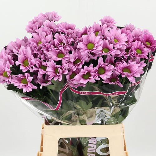 Chrysant Spr. Ballerina Pink
