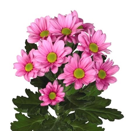 Chrysant Spr. Ballerinas