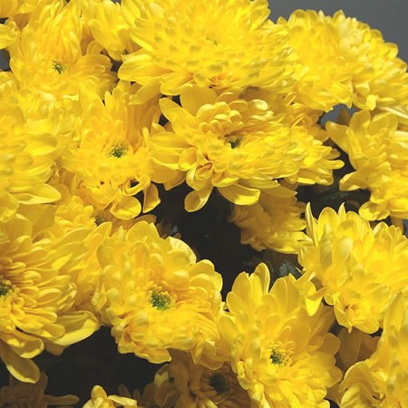 Chrysant Spr. Baltica Yellow