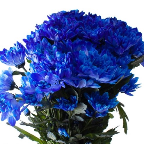 Chrysant Spr. Baltica dyed Blue