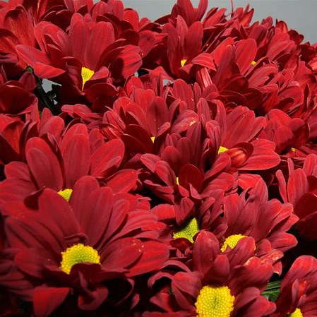 Chrysant Spr. Barolo