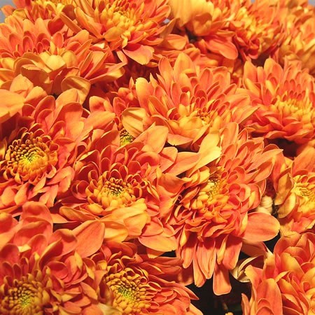 Chrysant Spr. Bartoli