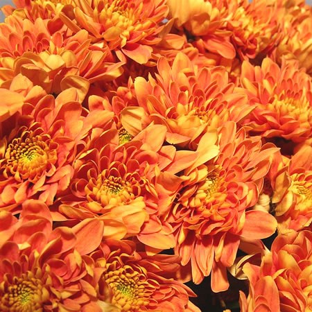 Chrysant Spr. Bartoli