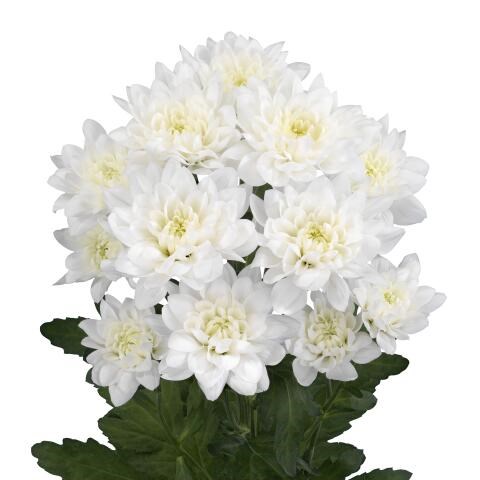 Chrysant Spr. Beau Monde
