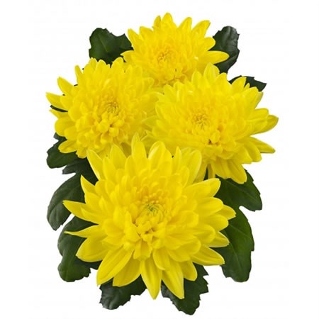 Chrysant Spr. Bernal