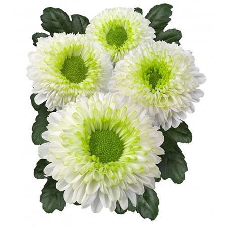 Chrysant Spr. Big Boss