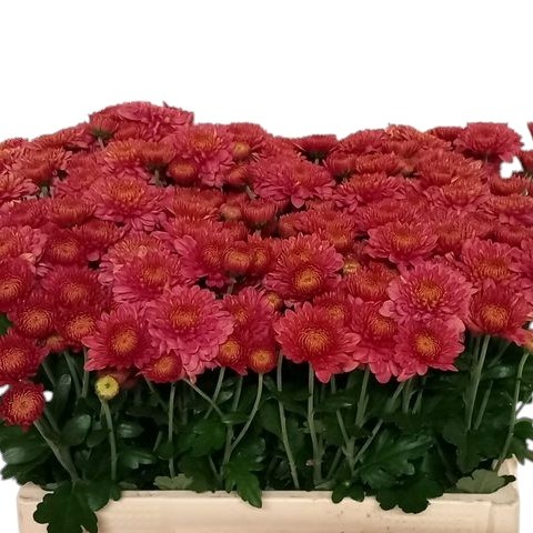 Chrysant Spr. Blenda Salmon (Mini)