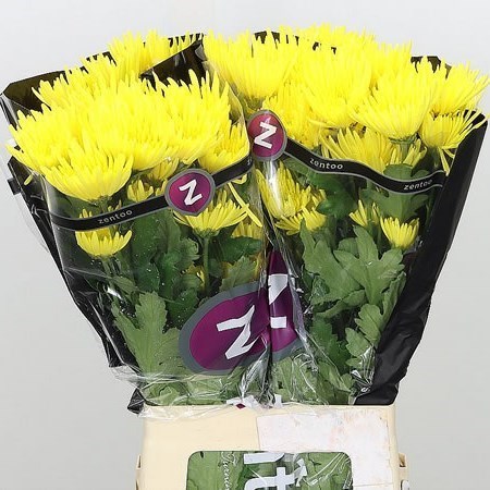 Chrysant Spr. Bombardino