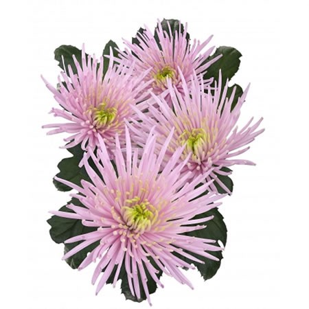 Chrysant Spr. Capriool