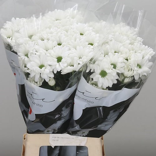 Chrysant Spr. Chic