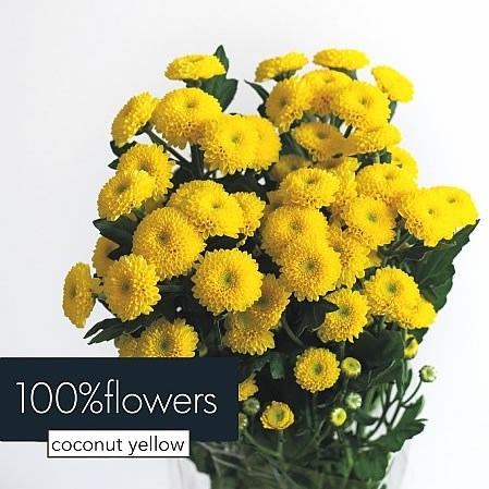 Chrysant Spr. Coconut Yellow