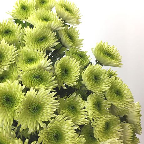 Chrysant Spr. Cocoon
