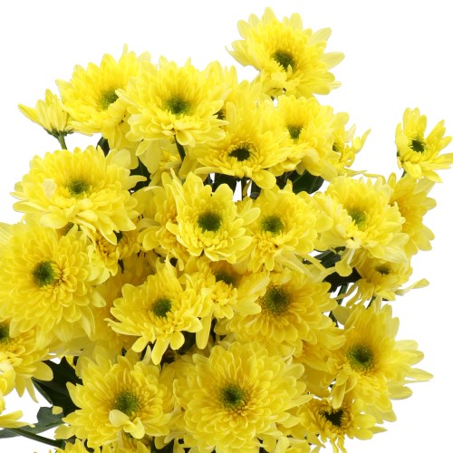 Chrysant Spr. Commander Yellow