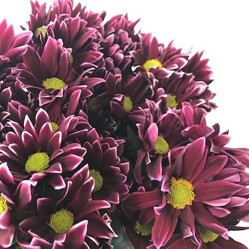 Chrysant Spr. Dua Lipa