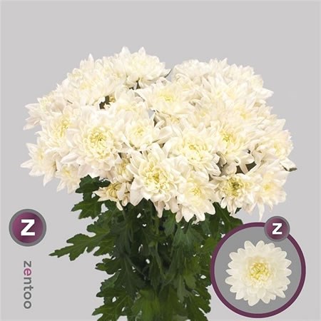 Chrysant Spr. Esperanza