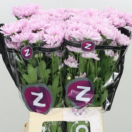 Chrysant Spr. Fianna