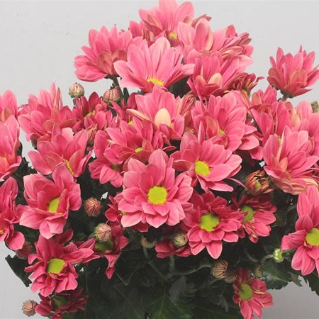 Chrysant Spr. Grand Cherry