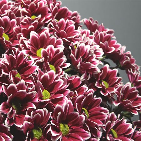 Chrysant Spr. Haydar