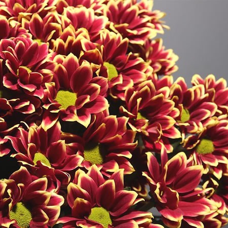 Chrysant Spr. Haydar Yellow