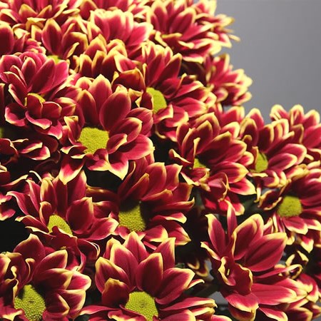 Chrysant Spr. Haydar Yellow
