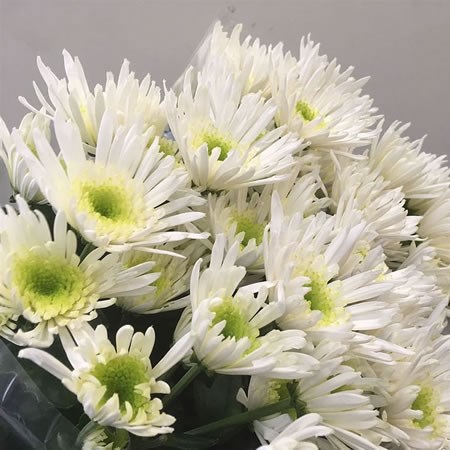 Chrysant Spr. Iceland