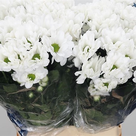 Chrysant Spr. Ilonka