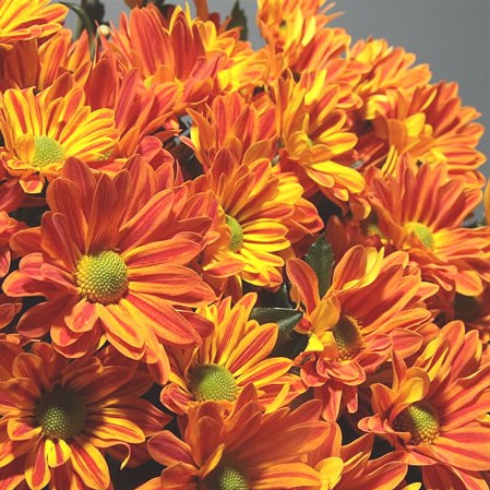 Chrysant Spr. Jordi