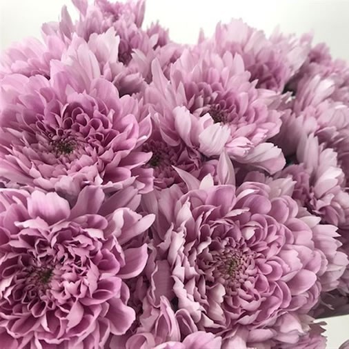 Chrysant Spr. Kalimba