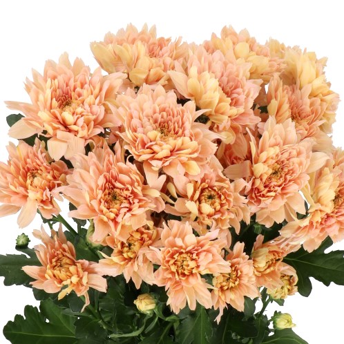 Chrysant Spr. Kalimba Salmon