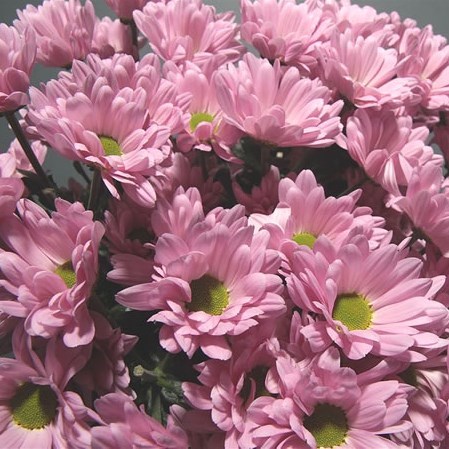 Chrysant Spr. Katinka
