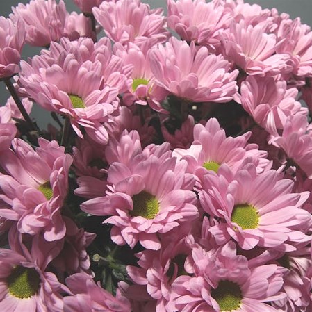 Chrysant Spr. Katinka