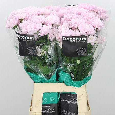 Chrysant Spr. Kennedy Rosy