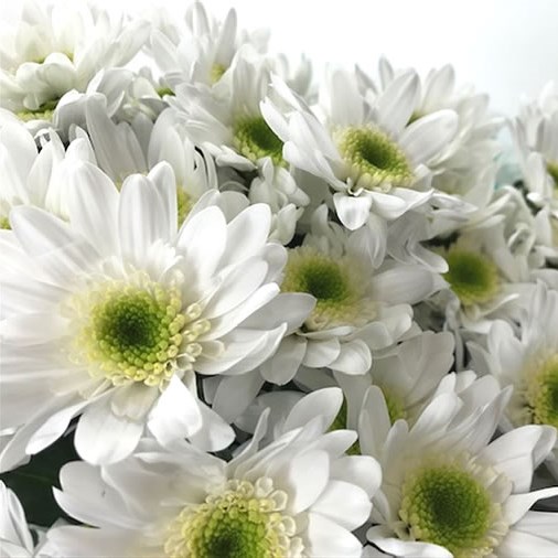 Chrysant Spr. Life